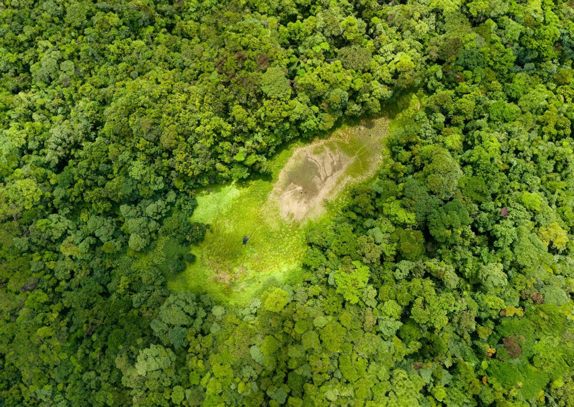 ביחגואה Heliconias Rainforest Lodge מראה חיצוני תמונה