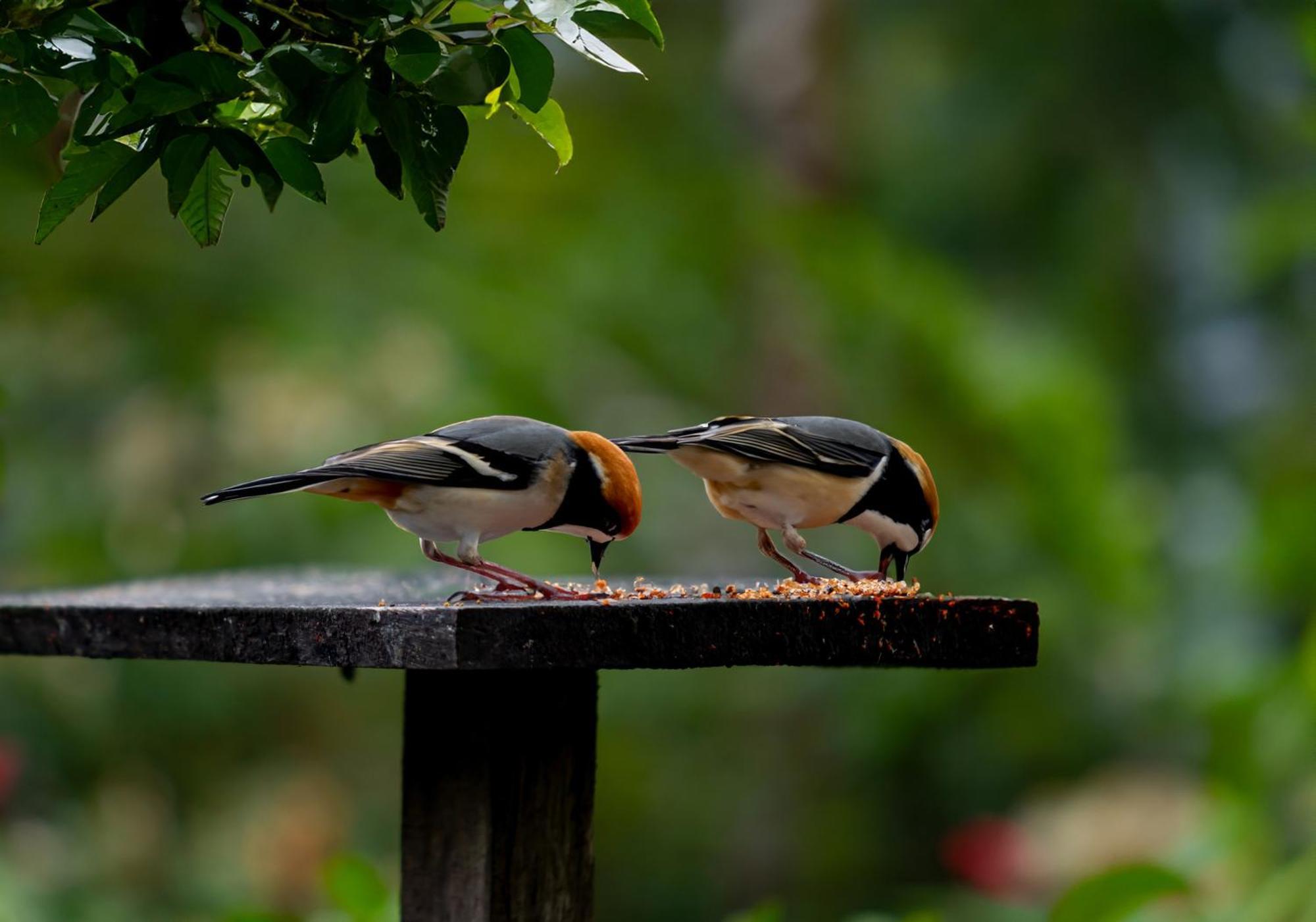 ביחגואה Heliconias Rainforest Lodge מראה חיצוני תמונה