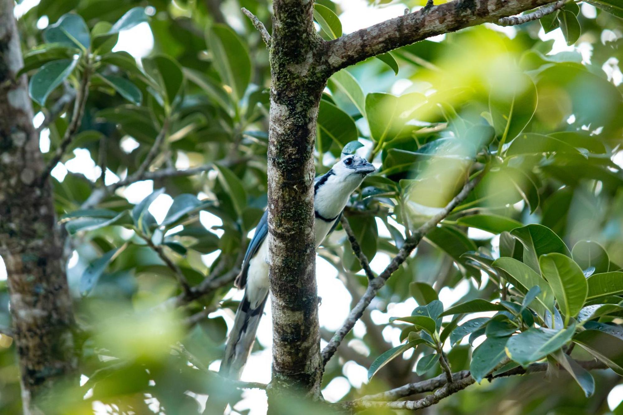 ביחגואה Heliconias Rainforest Lodge מראה חיצוני תמונה