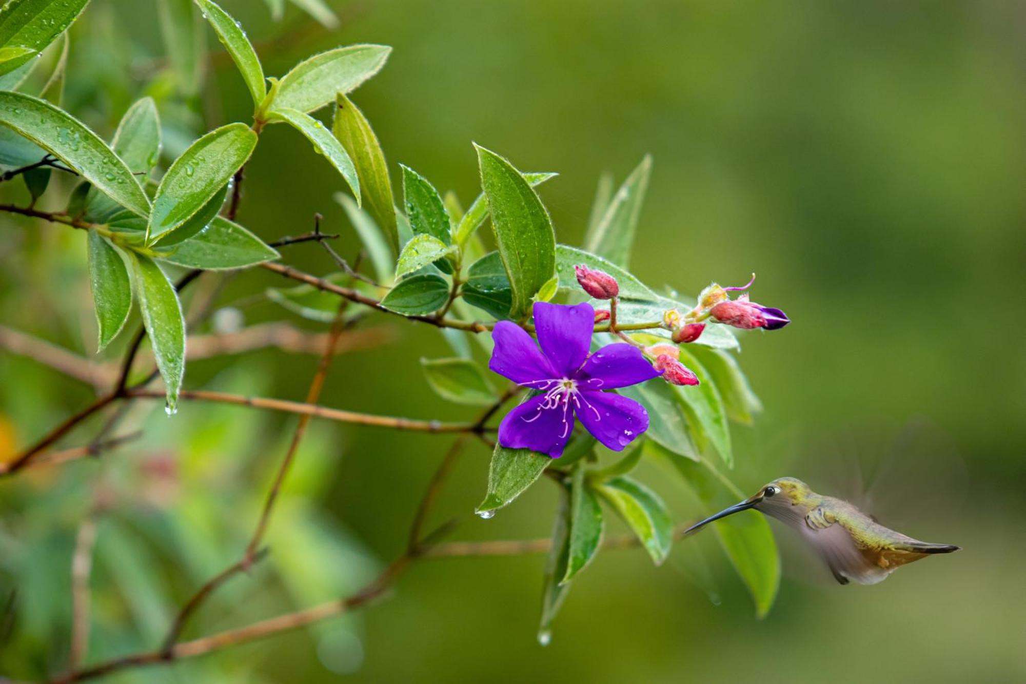 ביחגואה Heliconias Rainforest Lodge מראה חיצוני תמונה