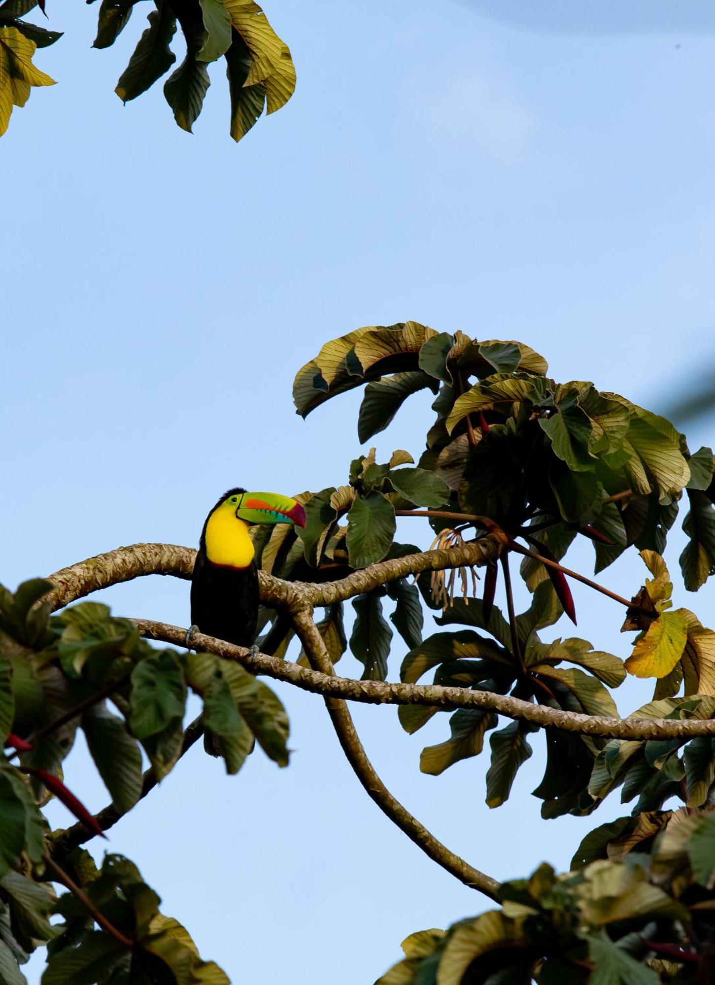 ביחגואה Heliconias Rainforest Lodge מראה חיצוני תמונה