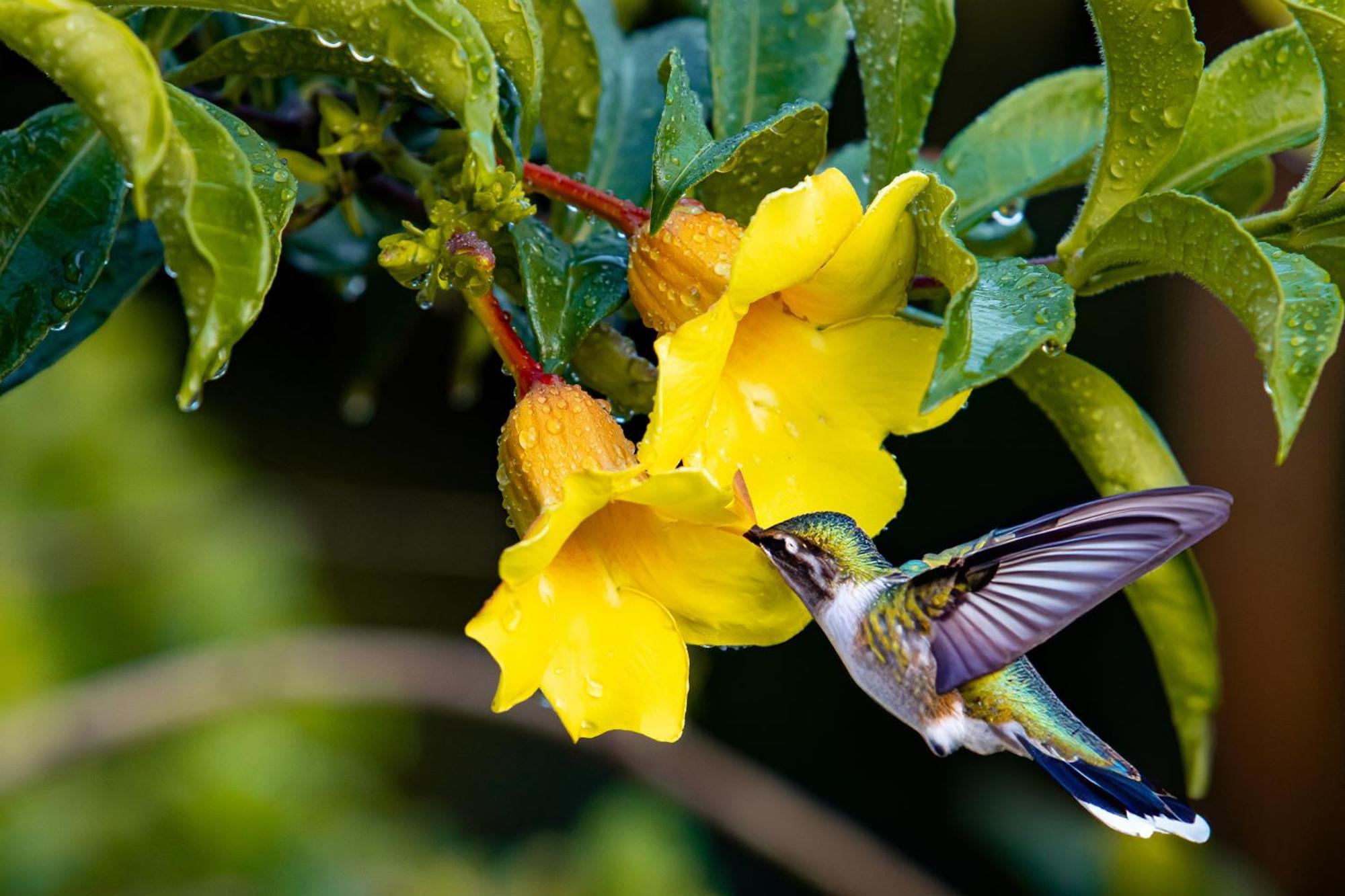 ביחגואה Heliconias Rainforest Lodge מראה חיצוני תמונה