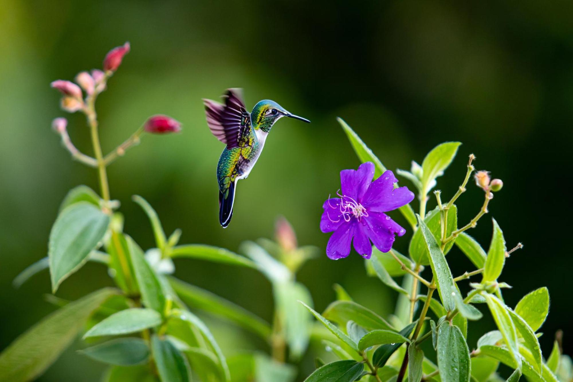 ביחגואה Heliconias Rainforest Lodge מראה חיצוני תמונה