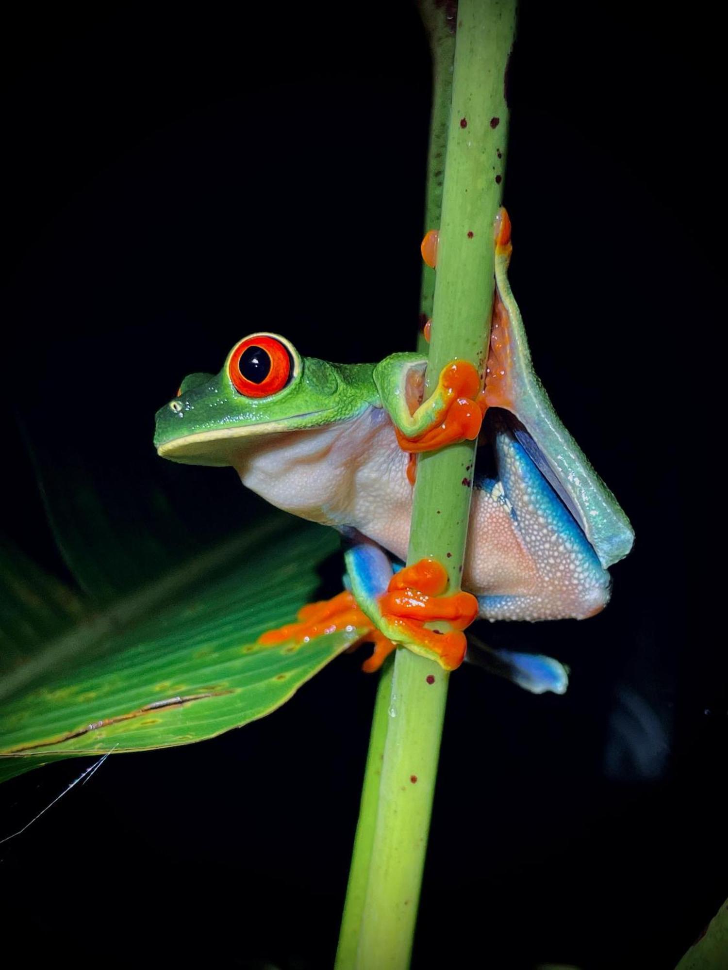 ביחגואה Heliconias Rainforest Lodge מראה חיצוני תמונה