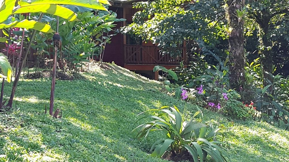 ביחגואה Heliconias Rainforest Lodge מראה חיצוני תמונה